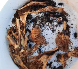 Trapped Scyphophorus acupunctatus
