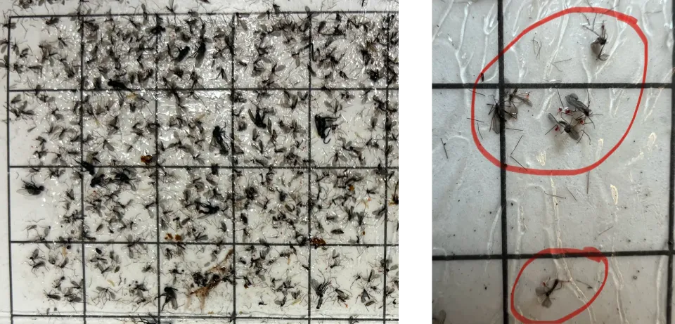 Figures 2 and 3. (Part of) a glue board with (male) Mayetiola destructor (Photos: Anitha Chirumamilla, NDSU) Figures 2 and 3. (Part of) a glue board with (male) Mayetiola destructor (Photos: Anitha Chirumamilla, NDSU)