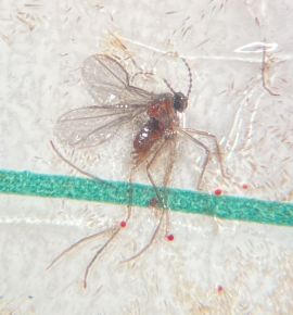 Dasineura mali