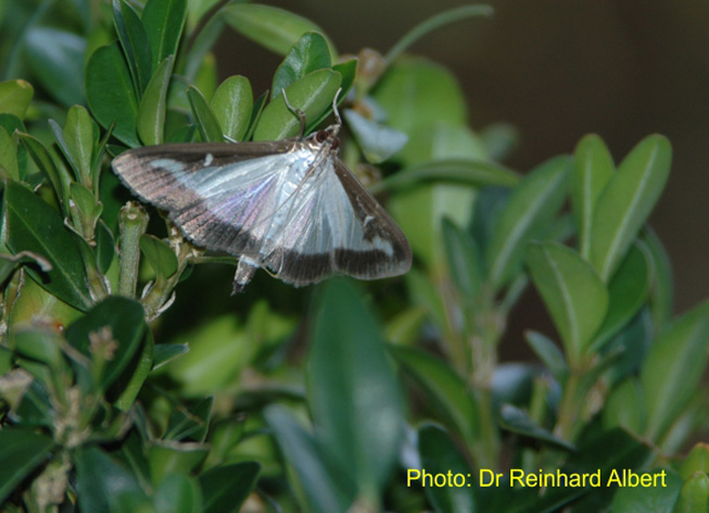 Adult Cydalima perspectalis