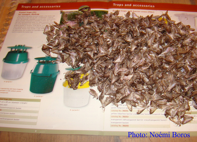 642 moths in two funnel traps in two weeks