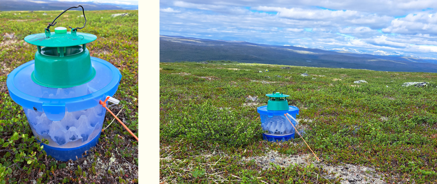 modified funnel trap placed on the ground