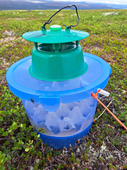 modified funnel trap placed on the ground