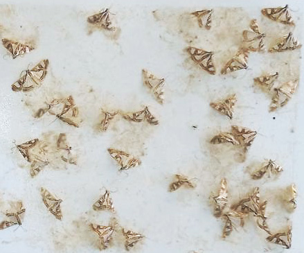Male Diaphania pyloalis moths trapped with Pherobank pheromone lures